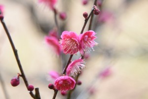 20170209　ウメ(紅梅)の花　カゴシマコウ (2)